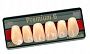 Зубы искусственные акриловые Premium 6 цвет В1 фасон R4 верх (0003) PR6B1R4