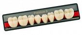 Зубы искусственные акриловые Premium 8 цвет В2 фасон ML низ (0001) PR8B2ML